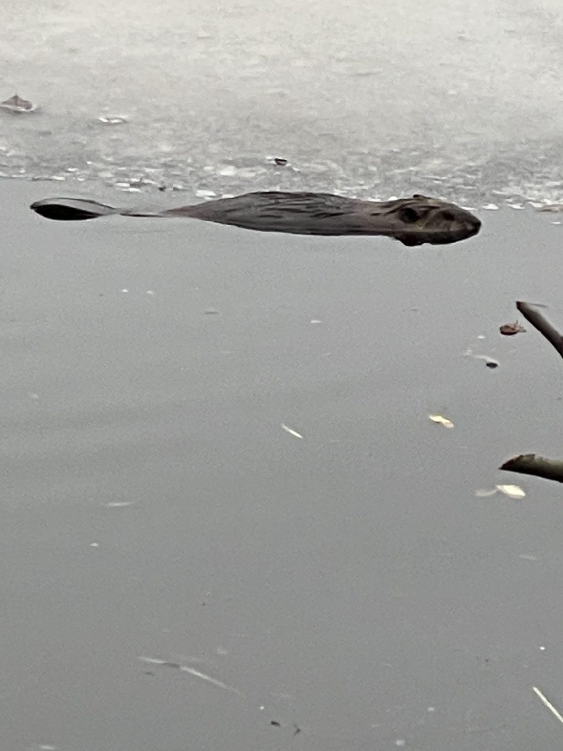 April Wildlife Column Beavers Birds And Blooms Lincoln Land