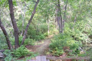 Image of a section of the Osborne Trail