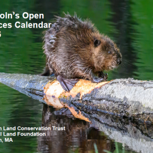 2026 Open Spaces Calendar