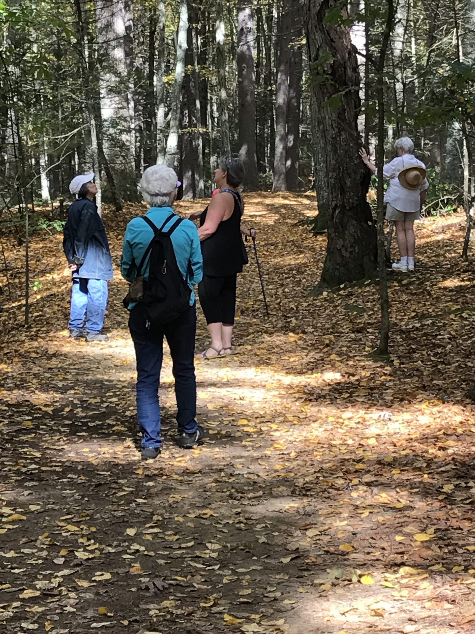 Adams Woods Mindfulness Walk with John Calabria