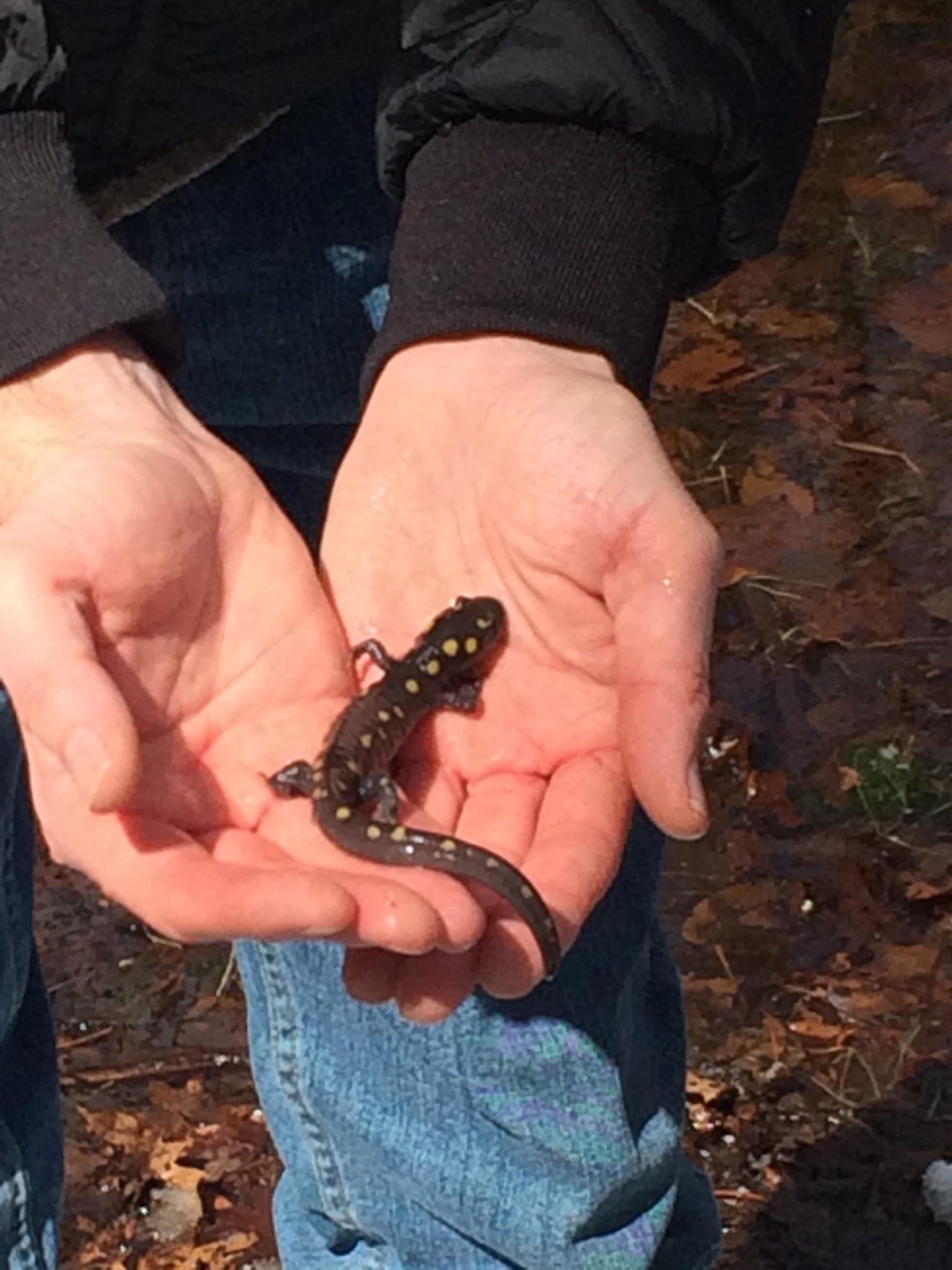 Who's Hiding in Vernal Pools?