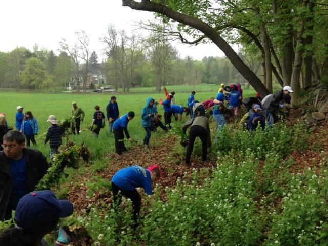 Stewardship Work Days: Garlic Mustard Pulls at Locations in Lincoln