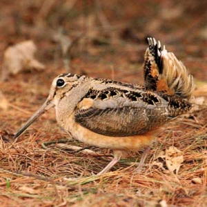 Special Woodcock Walk