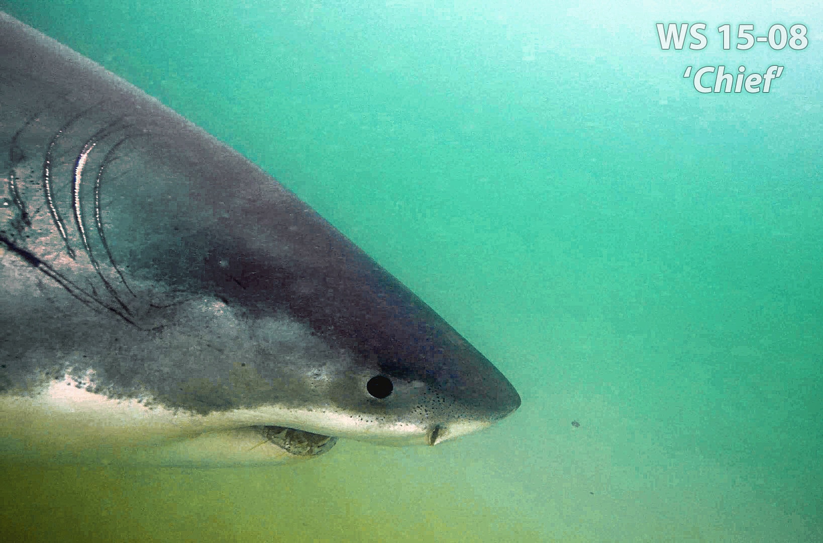 Awareness Inspires Conservation: White Sharks in the Northwest Atlantic