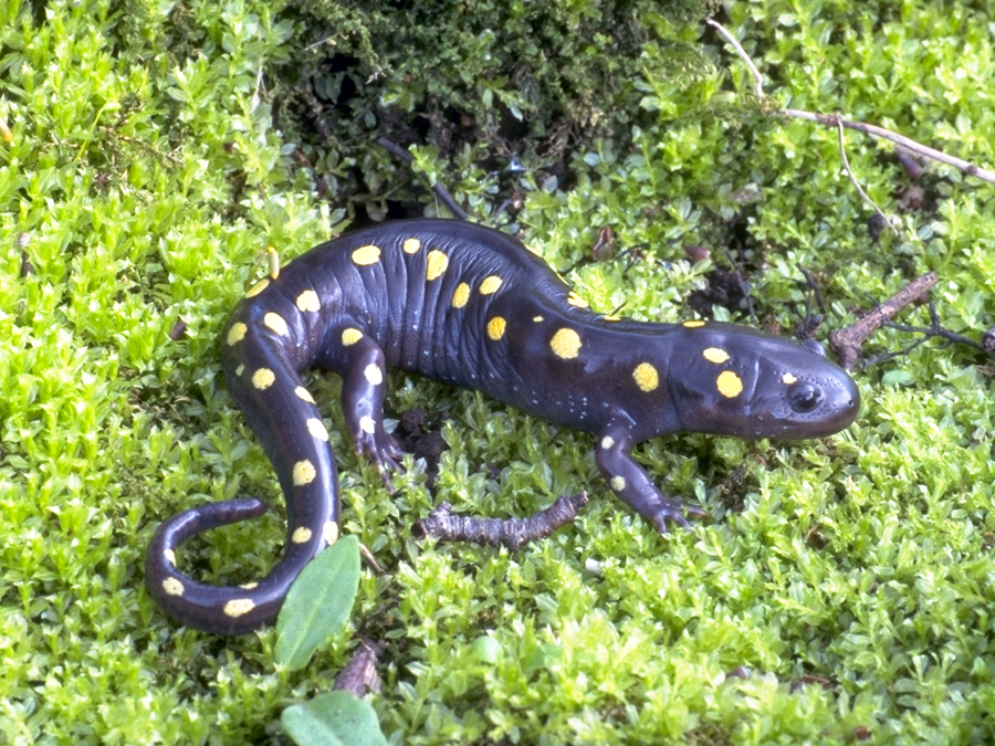 LLCT 2019 Annual Meeting: Wicked Neat! Biological Diversity in Vernal Pools