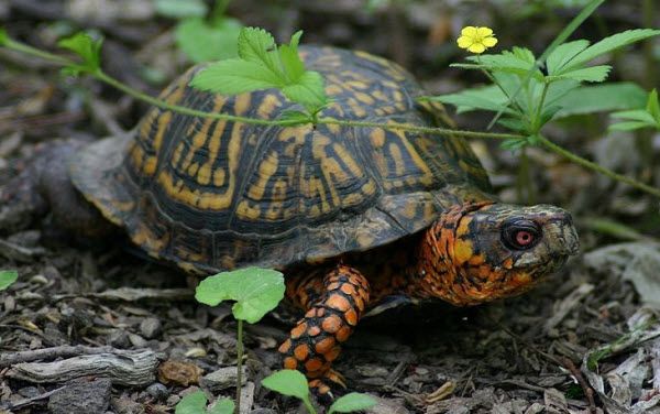 Turtle Time with the Turtle Rescue League