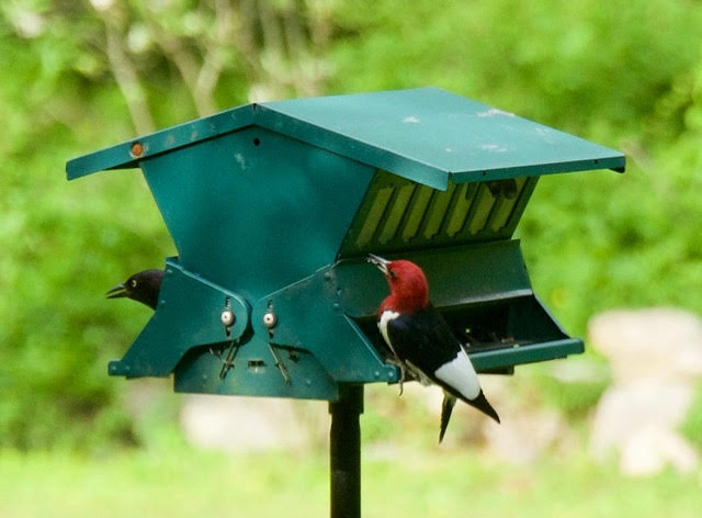 Bird Feeding 101: Feeding and Caring for Birds in an Era of Climate Change