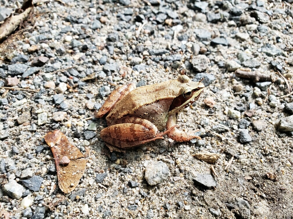 Lincoln's Woodland Vernal Pools