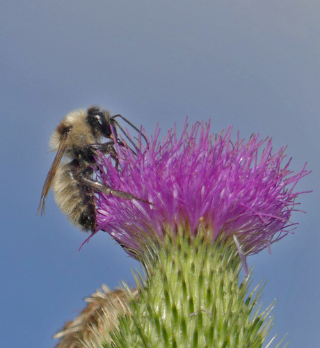 What's the Buzz? The People-Plant-Pollinator Connection