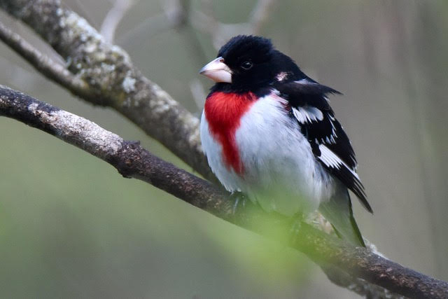 April 25 Spring Birding Walk