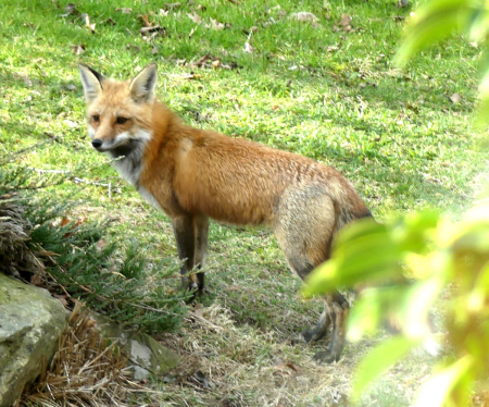 Wildlife Bingo with LLCT