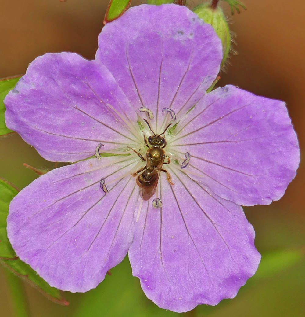 Pollinator Bingo with LLCT