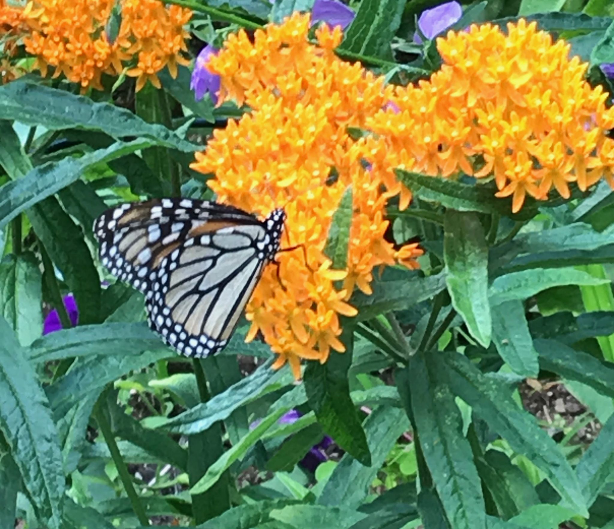 Monarchs, Milkweed, and Citizen Science