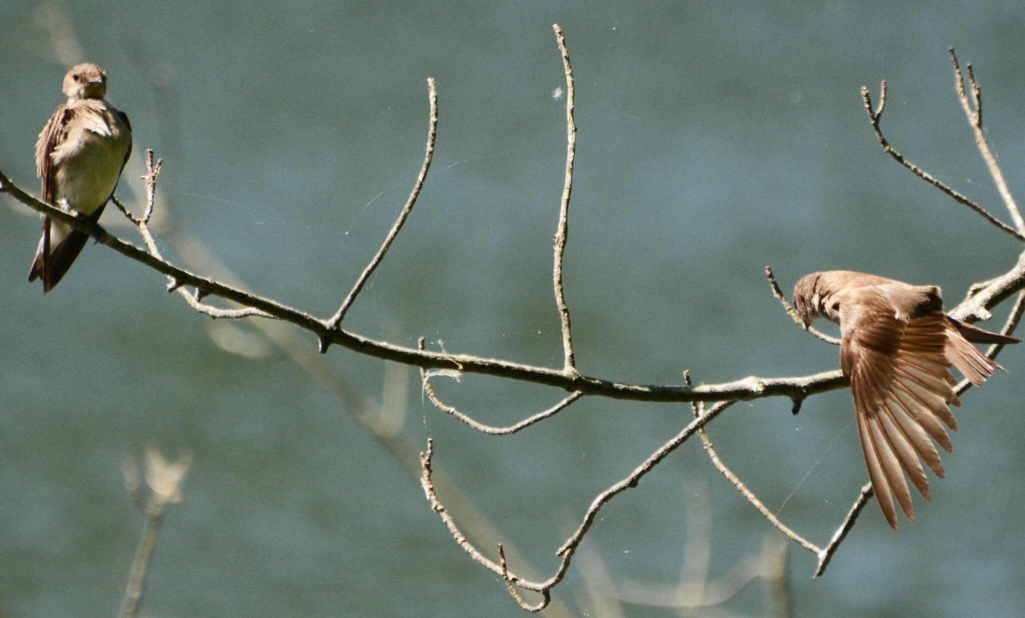 Zoom Fireside Chat with Ron McAdow and Gwyn Loud: Bird Feeding FAQs