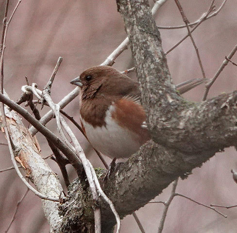 May 2nd Spring Birding Walk