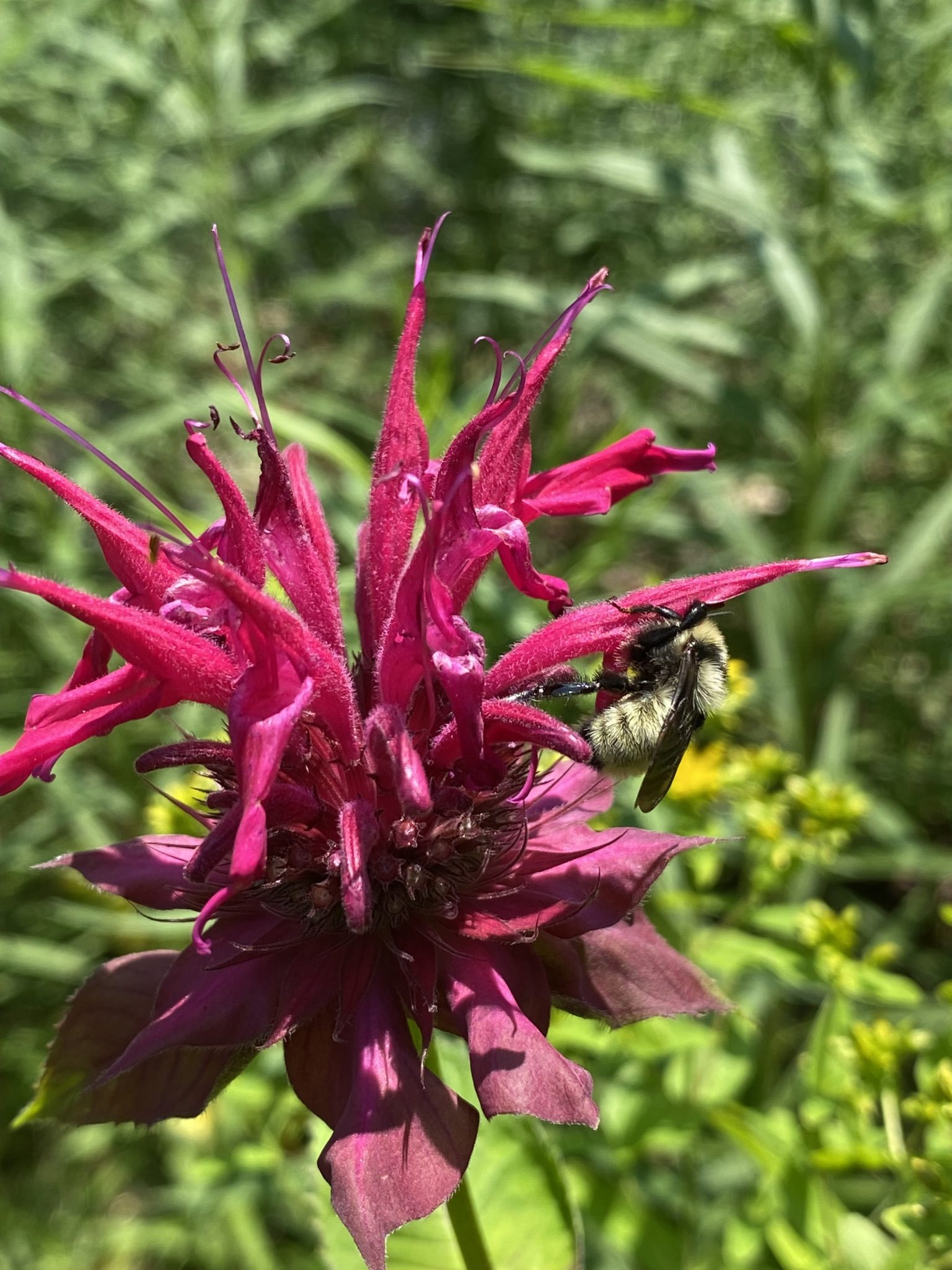 2025 Plant Sale