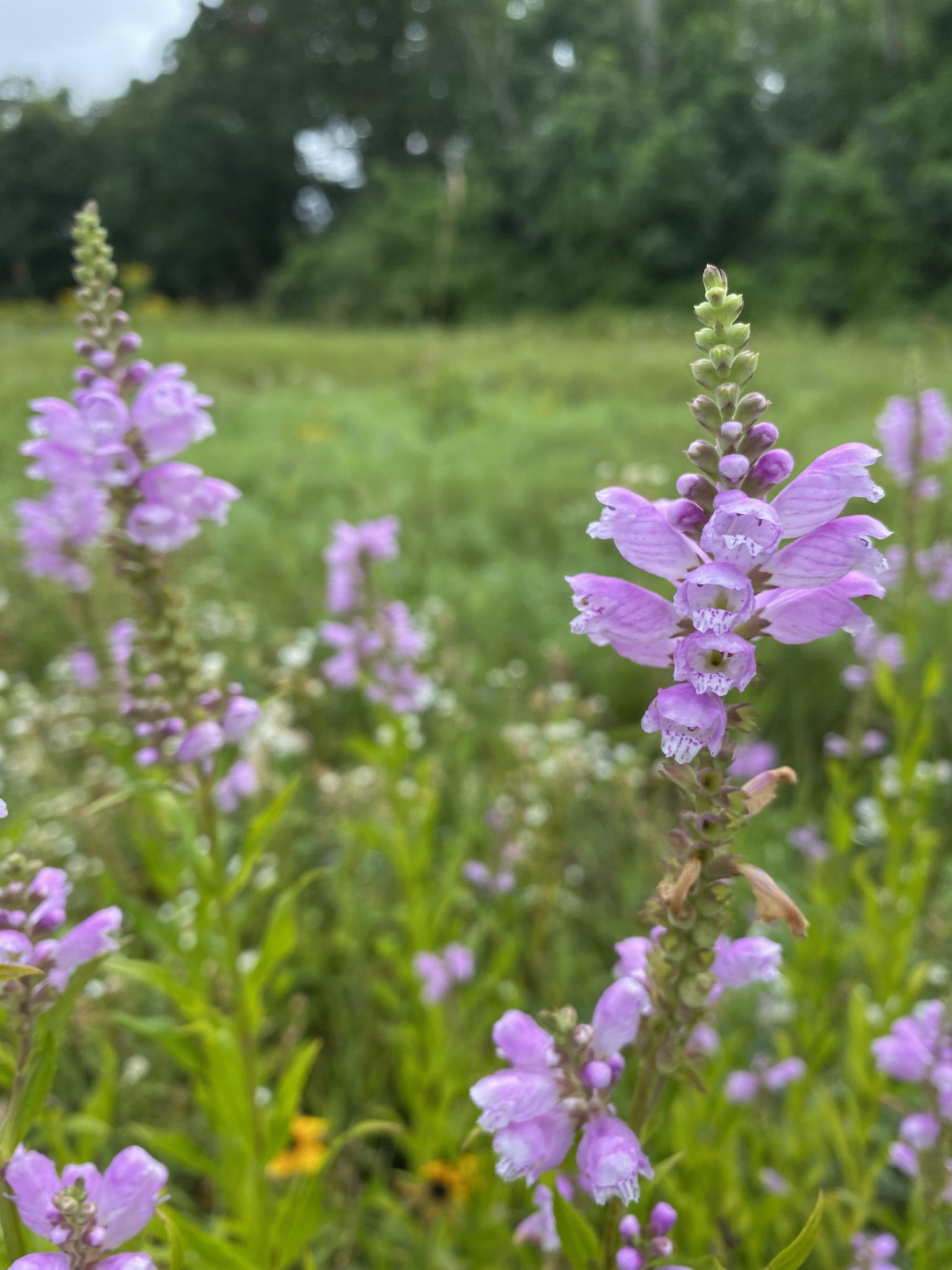 Planting in Community and Planting for the Future