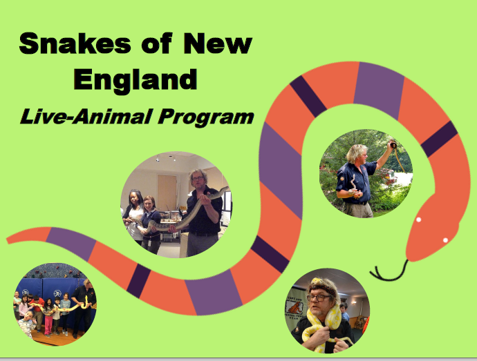 Snakes of New England Live Animal Program