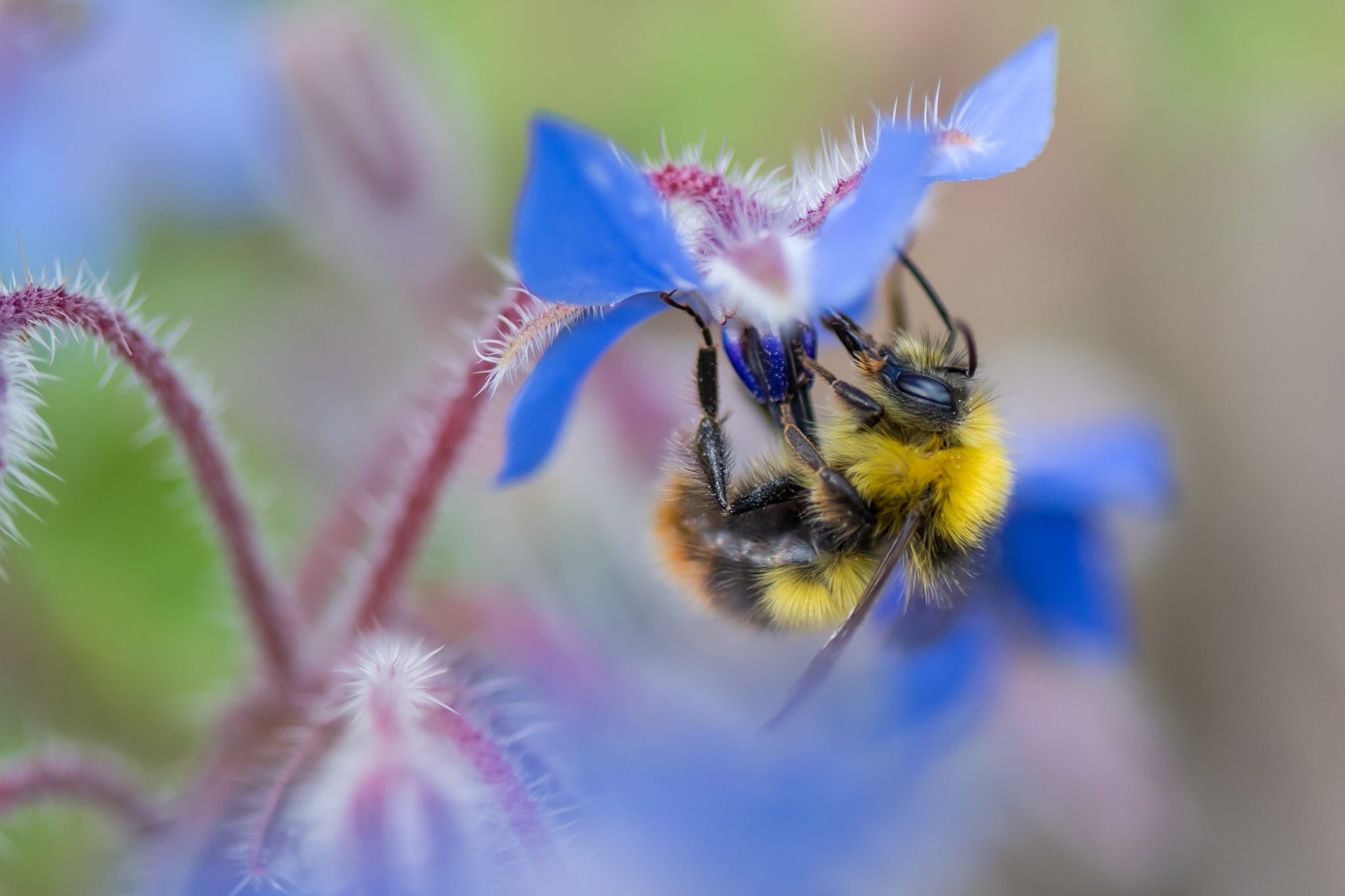 Silent Earth: Saving Our Insects