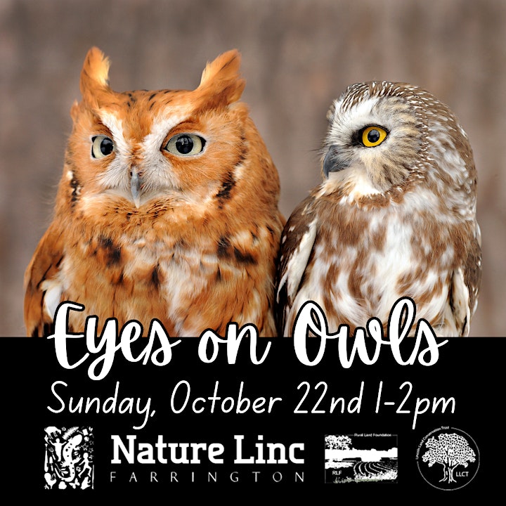 Eyes on Owls at Farrington Nature Linc