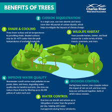 Trees as a Climate Solution