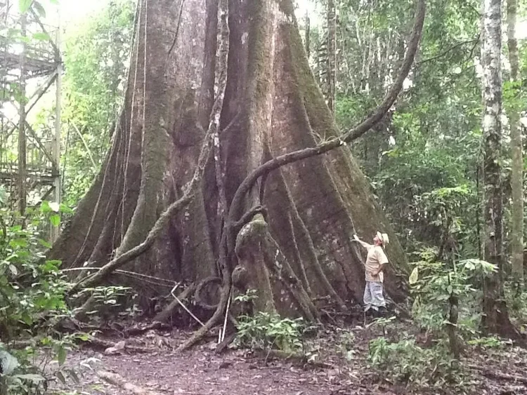Trees and People Around the World: A Historic Perspective